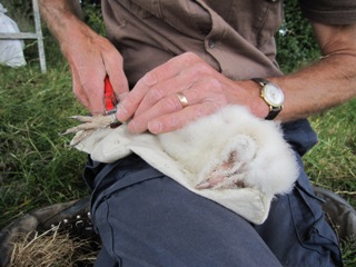 Barn Owl chick being ringed as part of nest box monitoring